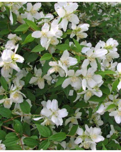 Чубушник / Жасмін гібридний Старбрайт | Philadelphus hybrida Starbright | Чубушник / Жасмин гибридный Старбрайт