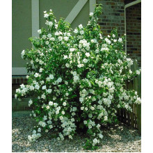 Чубушник / Жасмін гібридний Старбрайт | Philadelphus hybrida Starbright | Чубушник / Жасмин гибридный Старбрайт
