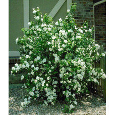 Чубушник / Жасмін гібридний Старбрайт | Philadelphus hybrida Starbright | Чубушник / Жасмин гибридный Старбрайт
