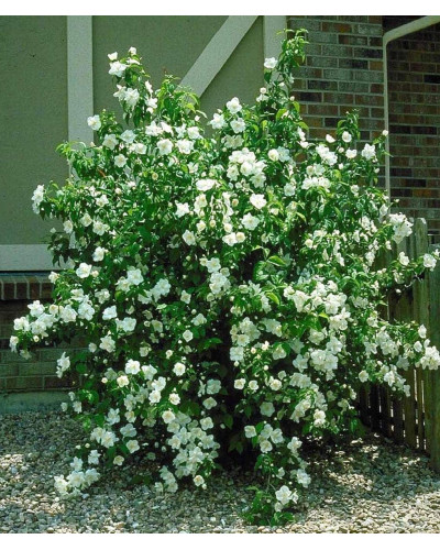 Чубушник / Жасмін гібридний Старбрайт | Philadelphus hybrida Starbright | Чубушник / Жасмин гибридный Старбрайт