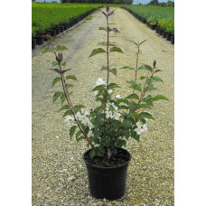 Чубушник / Жасмін гібридний Старбрайт | Philadelphus hybrida Starbright | Чубушник / Жасмин гибридный Старбрайт