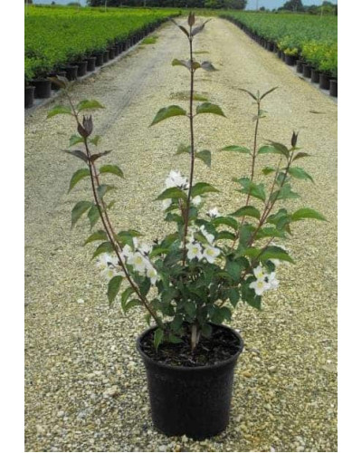 Чубушник / Жасмін гібридний Старбрайт | Philadelphus hybrida Starbright | Чубушник / Жасмин гибридный Старбрайт