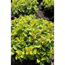 Барбарис тунберга Грін Сапфір / Барбарис тунберга | Berberis thunbergii Green Sapphire | Барбарис тунберга Грин Сапфир / Барбарис тунберга