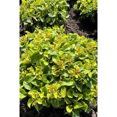 Барбарис тунберга Грін Сапфір / Барбарис тунберга | Berberis thunbergii Green Sapphire | Барбарис тунберга Грин Сапфир / Барбарис тунберга