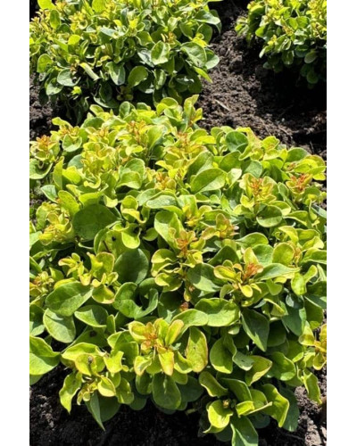 Барбарис тунберга Грін Сапфір / Барбарис тунберга | Berberis thunbergii Green Sapphire | Барбарис тунберга Грин Сапфир / Барбарис тунберга