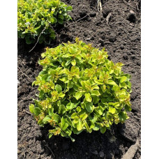 Барбарис тунберга Грін Сапфір / Барбарис тунберга | Berberis thunbergii Green Sapphire | Барбарис тунберга Грин Сапфир / Барбарис тунберга