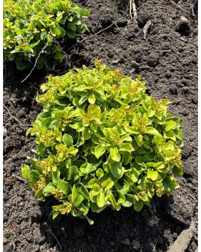 Барбарис тунберга Грін Сапфір / Барбарис тунберга | Berberis thunbergii Green Sapphire | Барбарис тунберга Грин Сапфир / Барбарис тунберга