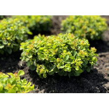 Барбарис тунберга Грін Сапфір / Барбарис тунберга | Berberis thunbergii Green Sapphire | Барбарис тунберга Грин Сапфир / Барбарис тунберга