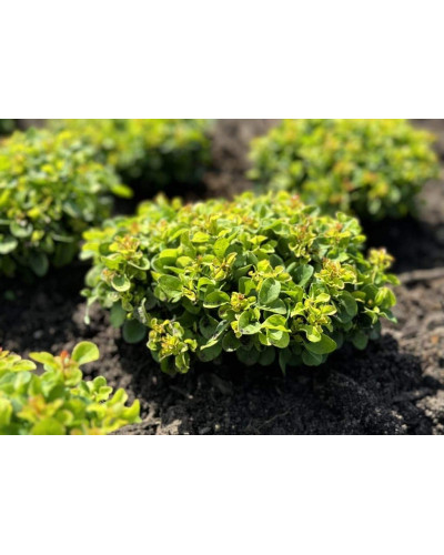 Барбарис тунберга Грін Сапфір / Барбарис тунберга | Berberis thunbergii Green Sapphire | Барбарис тунберга Грин Сапфир / Барбарис тунберга