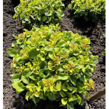 Барбарис тунберга Грін Сапфір / Барбарис тунберга | Berberis thunbergii Green Sapphire | Барбарис тунберга Грин Сапфир / Барбарис тунберга