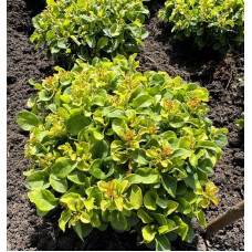 Барбарис тунберга Грін Сапфір / Барбарис тунберга | Berberis thunbergii Green Sapphire | Барбарис тунберга Грин Сапфир / Барбарис тунберга