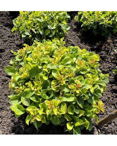 Барбарис тунберга Грін Сапфір / Барбарис тунберга | Berberis thunbergii Green Sapphire | Барбарис тунберга Грин Сапфир / Барбарис тунберга