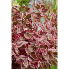 Дерен білий Міракл / Дерен Міракл | Cornus alba Miracle | Дерен белый Миракл / Дерен Миракл