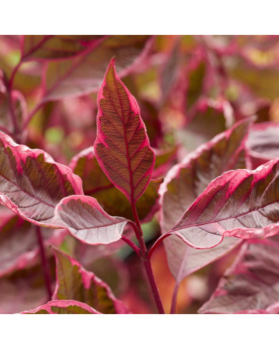 Дерен білий Міракл / Дерен Міракл | Cornus alba Miracle | Дерен белый Миракл / Дерен Миракл