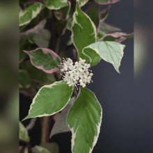Дерен білий Міракл / Дерен Міракл | Cornus alba Miracle | Дерен белый Миракл / Дерен Миракл