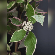 Дерен білий Міракл / Дерен Міракл | Cornus alba Miracle | Дерен белый Миракл / Дерен Миракл