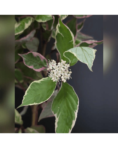 Дерен білий Міракл / Дерен Міракл | Cornus alba Miracle | Дерен белый Миракл / Дерен Миракл