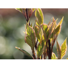 Дерен білий Міракл / Дерен Міракл | Cornus alba Miracle | Дерен белый Миракл / Дерен Миракл
