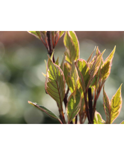 Дерен білий Міракл / Дерен Міракл | Cornus alba Miracle | Дерен белый Миракл / Дерен Миракл