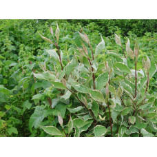 Дерен білий Міракл / Дерен Міракл | Cornus alba Miracle | Дерен белый Миракл / Дерен Миракл