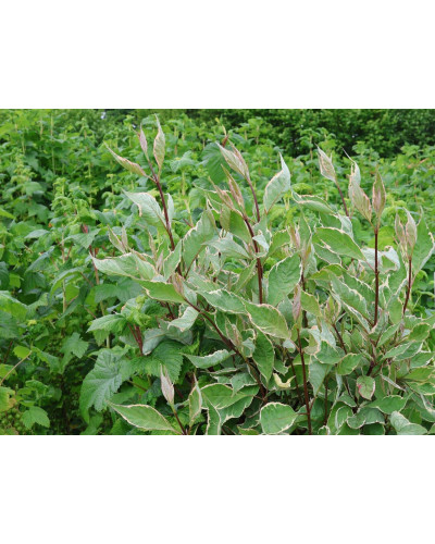 Дерен білий Міракл / Дерен Міракл | Cornus alba Miracle | Дерен белый Миракл / Дерен Миракл