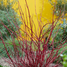 Дерен білий Міракл / Дерен Міракл | Cornus alba Miracle | Дерен белый Миракл / Дерен Миракл