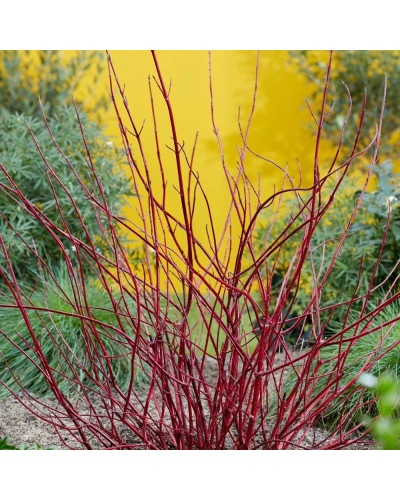 Дерен білий Міракл / Дерен Міракл | Cornus alba Miracle | Дерен белый Миракл / Дерен Миракл