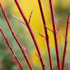 Дерен білий Міракл / Дерен Міракл | Cornus alba Miracle | Дерен белый Миракл / Дерен Миракл