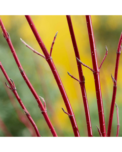 Дерен білий Міракл / Дерен Міракл | Cornus alba Miracle | Дерен белый Миракл / Дерен Миракл
