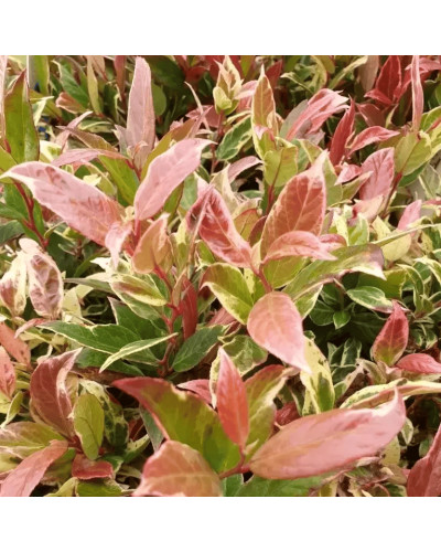 Леукотое Вальтера Фаєрстар | Леукотоэ Вальтера Фаерстар | Leucothoe walteri ’Firestar’