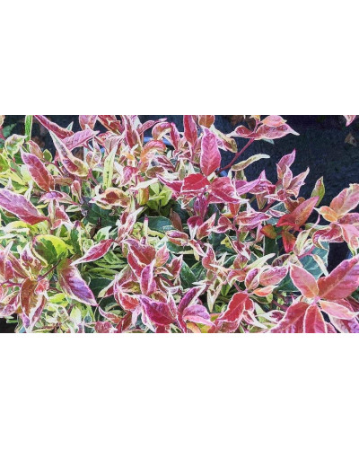 Леукотое Вальтера Фаєрстар | Леукотоэ Вальтера Фаерстар | Leucothoe walteri ’Firestar’