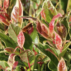 Леукотое Вальтера Фаєрстар | Леукотоэ Вальтера Фаерстар | Leucothoe walteri ’Firestar’