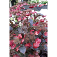 Гортензія пильчаста Даредевіл / Гортензія Даредевіл | Hydrangea serrata Daredevil | Гортензия пильчатая Даредевил / Гортензия пильчатая Даредевил