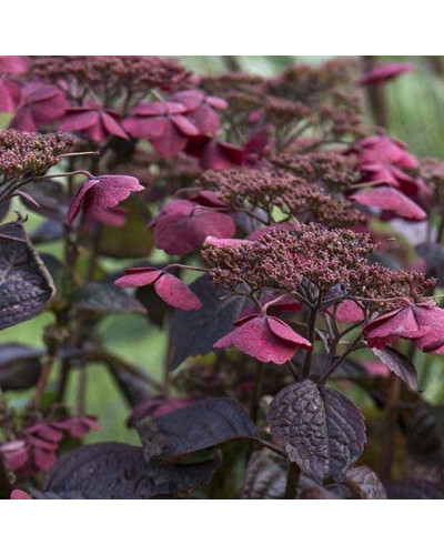 Гортензія пильчаста Даредевіл / Гортензія Даредевіл | Hydrangea serrata Daredevil | Гортензия пильчатая Даредевил / Гортензия пильчатая Даредевил