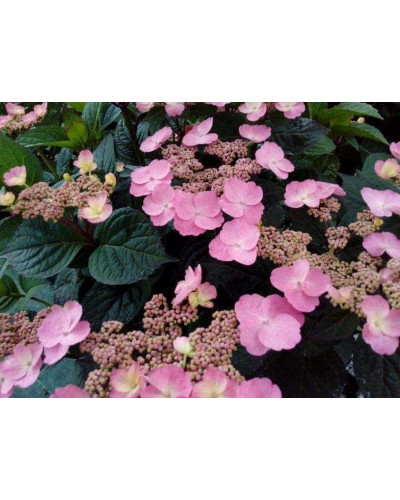 Гортензія пильчаста Даредевіл / Гортензія Даредевіл | Hydrangea serrata Daredevil | Гортензия пильчатая Даредевил / Гортензия пильчатая Даредевил