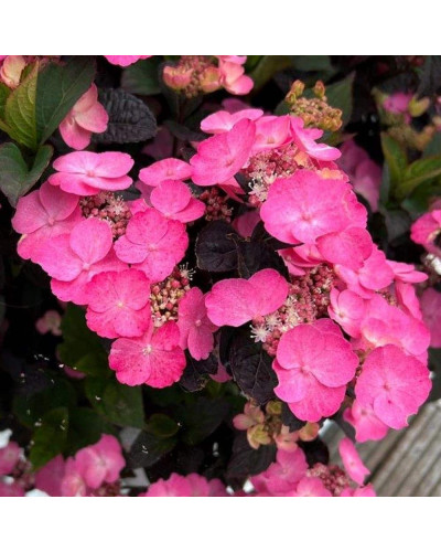 Гортензія пильчаста Даредевіл / Гортензія Даредевіл | Hydrangea serrata Daredevil | Гортензия пильчатая Даредевил / Гортензия пильчатая Даредевил