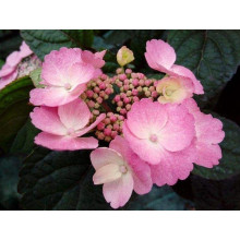 Гортензія пильчаста Даредевіл / Гортензія Даредевіл | Hydrangea serrata Daredevil | Гортензия пильчатая Даредевил / Гортензия пильчатая Даредевил