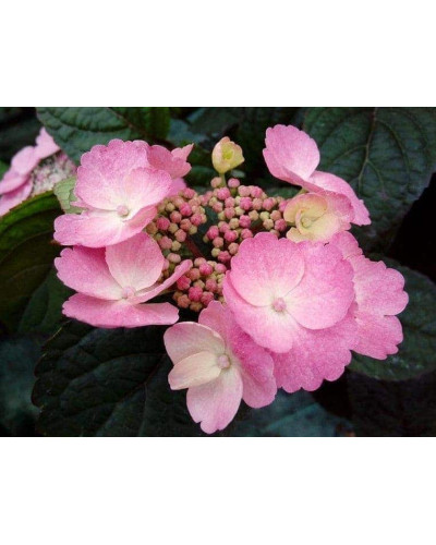 Гортензія пильчаста Даредевіл / Гортензія Даредевіл | Hydrangea serrata Daredevil | Гортензия пильчатая Даредевил / Гортензия пильчатая Даредевил