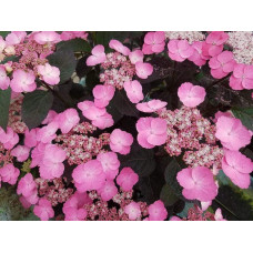 Гортензія пильчаста Даредевіл / Гортензія Даредевіл | Hydrangea serrata Daredevil | Гортензия пильчатая Даредевил / Гортензия пильчатая Даредевил