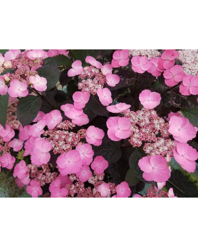 Гортензія пильчаста Даредевіл / Гортензія Даредевіл | Hydrangea serrata Daredevil | Гортензия пильчатая Даредевил / Гортензия пильчатая Даредевил