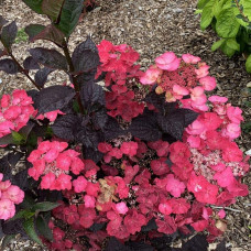Гортензія пильчаста Даредевіл / Гортензія Даредевіл | Hydrangea serrata Daredevil | Гортензия пильчатая Даредевил / Гортензия пильчатая Даредевил