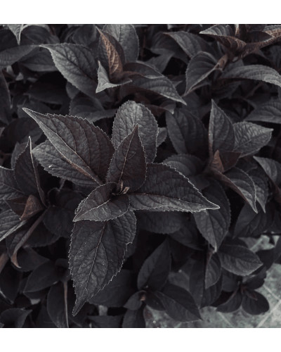 Гортензія пильчаста Даредевіл / Гортензія Даредевіл | Hydrangea serrata Daredevil | Гортензия пильчатая Даредевил / Гортензия пильчатая Даредевил