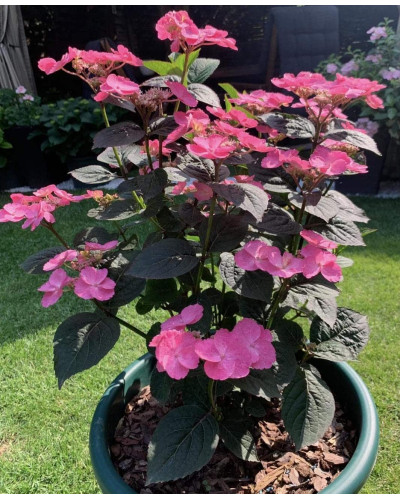 Гортензія пильчаста Даредевіл / Гортензія Даредевіл | Hydrangea serrata Daredevil | Гортензия пильчатая Даредевил / Гортензия пильчатая Даредевил