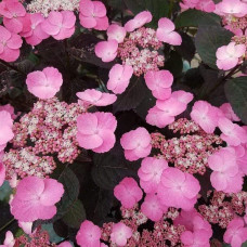 Гортензія пильчаста Даредевіл / Гортензія Даредевіл | Hydrangea serrata Daredevil | Гортензия пильчатая Даредевил / Гортензия пильчатая Даредевил