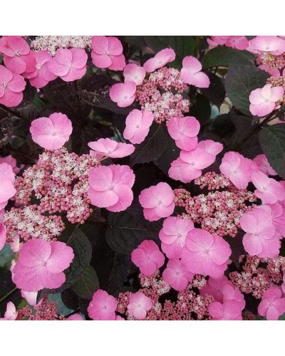 Гортензія пильчаста Даредевіл / Гортензія Даредевіл | Hydrangea serrata Daredevil | Гортензия пильчатая Даредевил / Гортензия пильчатая Даредевил