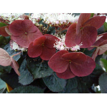 Гортензія пильчаста Даредевіл / Гортензія Даредевіл | Hydrangea serrata Daredevil | Гортензия пильчатая Даредевил / Гортензия пильчатая Даредевил