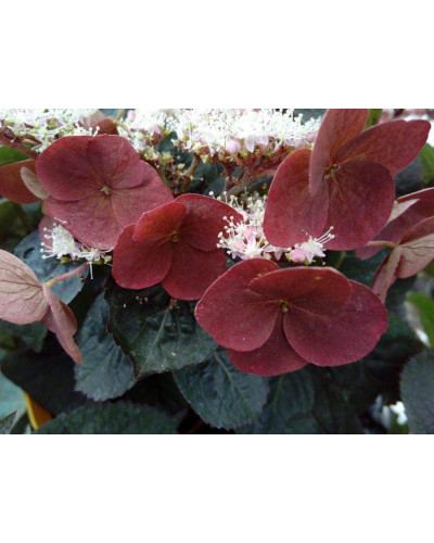 Гортензія пильчаста Даредевіл / Гортензія Даредевіл | Hydrangea serrata Daredevil | Гортензия пильчатая Даредевил / Гортензия пильчатая Даредевил