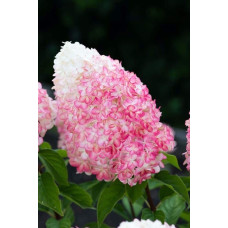 Гортензія волотиста `Лівін Пінк енд Роуз` | Hydrangea paniculata `Living Pink & Rose` | Гортензия метельчатая `Ливин Пинк энд Роуз`