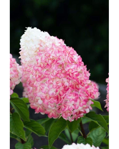 Гортензія волотиста `Лівін Пінк енд Роуз` | Hydrangea paniculata `Living Pink & Rose` | Гортензия метельчатая `Ливин Пинк энд Роуз`