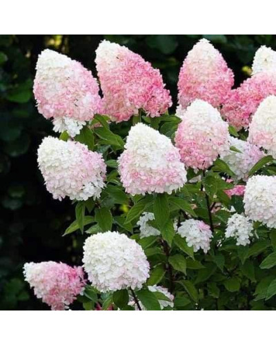 Гортензія волотиста `Лівін Пінк енд Роуз` | Hydrangea paniculata `Living Pink & Rose` | Гортензия метельчатая `Ливин Пинк энд Роуз`